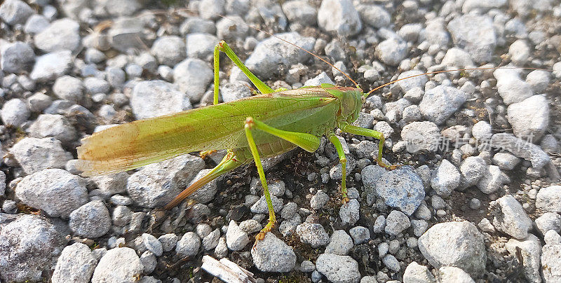 绿灌木大蟋蟀(Tettigonia viridissima)雌性